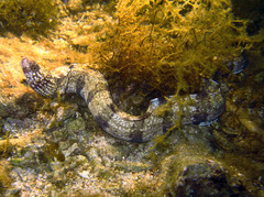 Gymnothorax enigmaticus