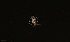 Microvelia pygmaea