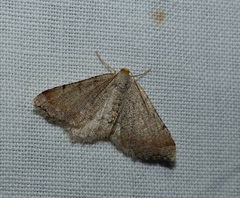 Macaria minorata