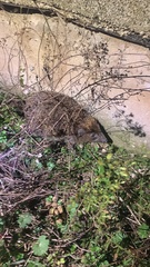 Erinaceus roumanicus