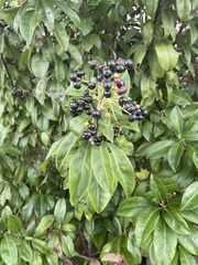 Ardisia