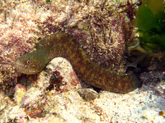 Gymnothorax richardsonii