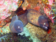 Gymnothorax thyrsoideus