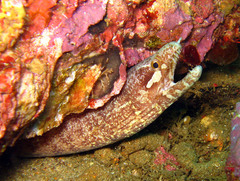 Gymnothorax zonipectis
