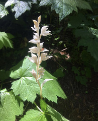 Cephalanthera austiniae