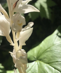 Cephalanthera austiniae
