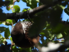 Pygarrhichas albogularis