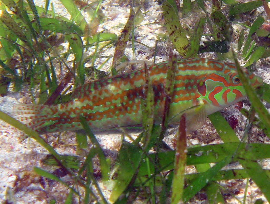 Spotted-Finned Rainbowfish