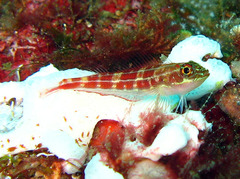 Helcogramma striata