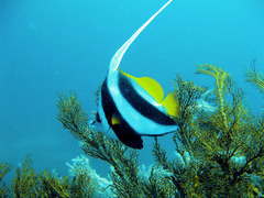 Heniochus acuminatus