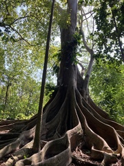 Ficus citrifolia