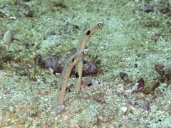 Heteroconger hassi