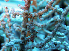 Hippocampus bargibanti