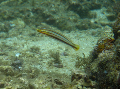 Hologymnosus doliatus