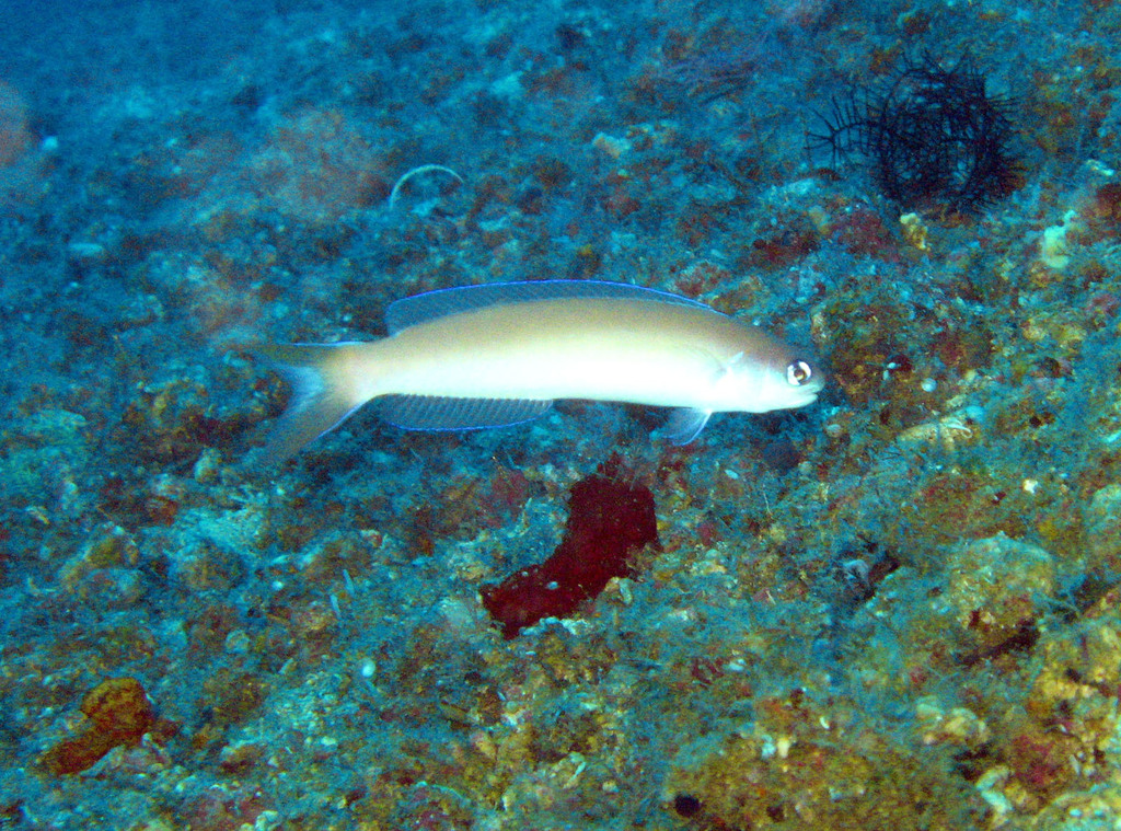 Cameleon tilefish