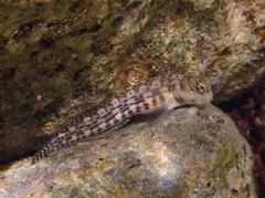 Dashed-Line Blenny photo 4