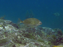 Siganus spinus