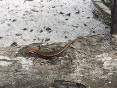 Trachylepis albotaeniata