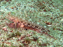 Istigobius decoratus