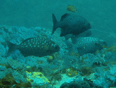 Kyphosus cinerascens