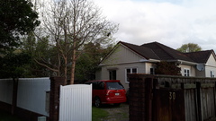 Hemiphaga novaeseelandiae