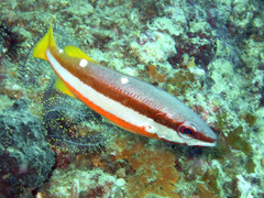 Lutjanus biguttatus