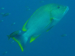 Lutjanus rivulatus