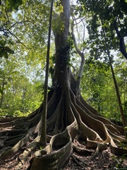 Ficus citrifolia