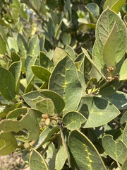 Citronella mucronata