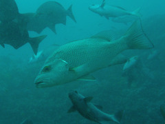 Lutjanus russellii