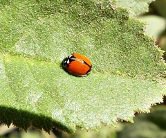 Adalia angulifera