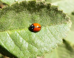 Adalia angulifera