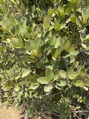 Citronella mucronata