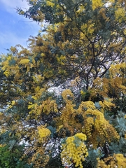 Acacia baileyana