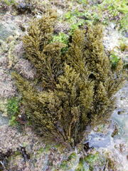 Cystoseira humilis