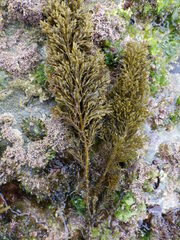 Cystoseira humilis