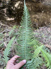 Blechnum hastatum