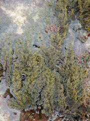Cystoseira humilis