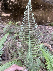 Blechnum hastatum