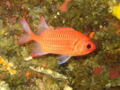 Myripristis hexagona