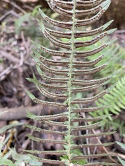 Blechnum hastatum