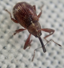 Anthonomus bituberculatus