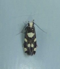 Limnaecia tetraplanetis