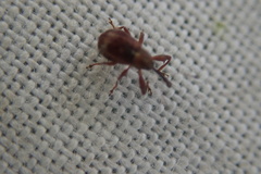 Anthonomus bituberculatus