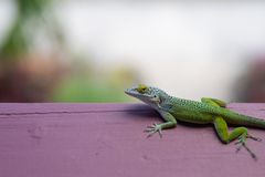 Anolis leachii