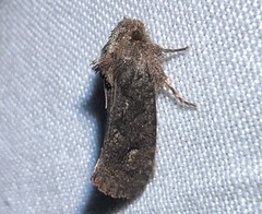 Acrolophus walsinghami