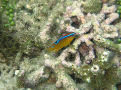 Chrysiptera leucopoma