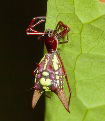 Micrathena