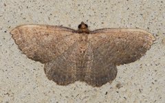 Chrysolarentia microcyma