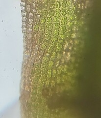 Schistidium agassizii